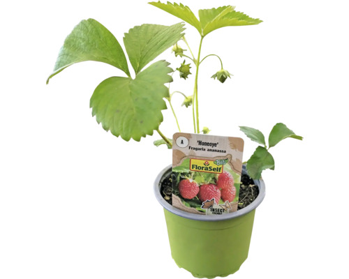 Fraisier bio 'Honeoye' FloraSelf Bio pot Ø 9 cm, variété à maturation précoce