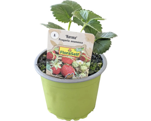 Fraisier bio 'Korona' FloraSelf Bio pot Ø 9 cm, délicieux fruits souples, culture annuelle, période de maturation principale