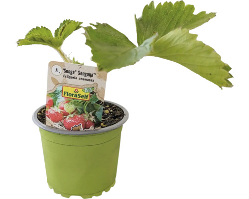 Fraisier bio 'Senga® Sengana®' FloraSelf Bio pot Ø 9 cm, variété semi-tardive