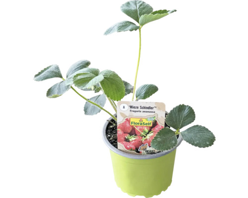 Fraisier bio 'Mieze Schindler' FloraSelf Bio pot Ø 9 cm, variété tardive