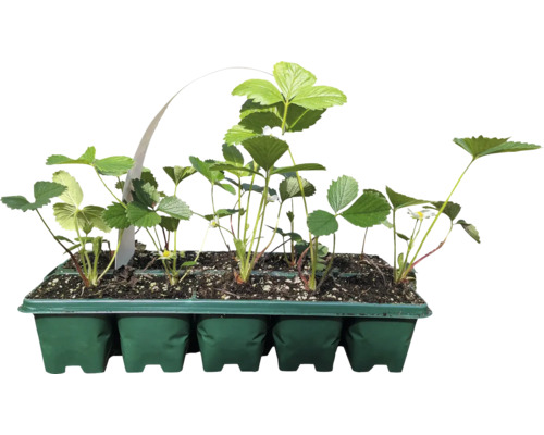 Erdbeerpflanzen in einer Anzuchtplatte