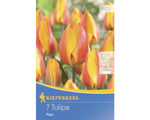 Tulipe précoce 'Flair' Kiepenkerl bulbes de fleurs 7 pces