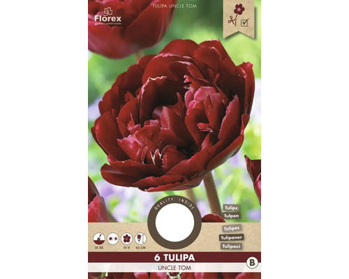 Packung mit sechs Tulpen der Sorte Uncle Tom