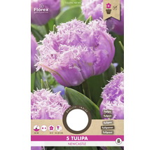 Verpackung mit 5 Tulipa Newcastle Blumenzwiebeln