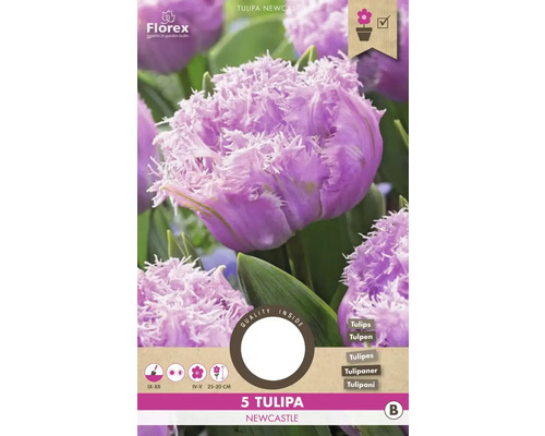 Verpackung mit 5 Tulipa Newcastle Blumenzwiebeln