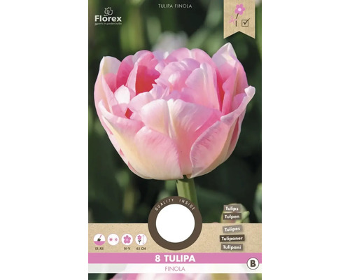 Bulbes de tulipes 'Finola' 8 pièces