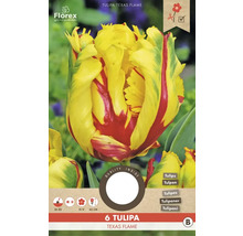 Tulpenzwiebeln Texas Flame, Packung mit 6 Stück