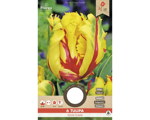 Tulpenzwiebeln Texas Flame, Packung mit 6 Stück