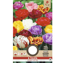 Paquet de bulbes de tulipes Tulipa Double Late Mix