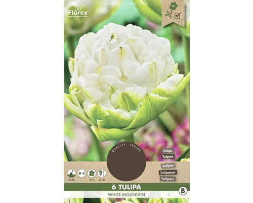 Packung mit 6 weißen Tulpen der Sorte White Mountain
