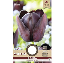 Verpackung mit acht Tulpen Queen of Night