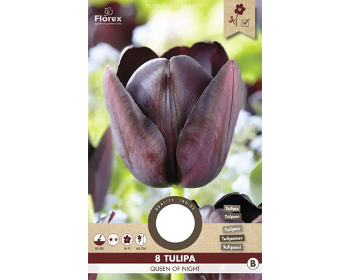 Verpackung mit acht Tulpen Queen of Night