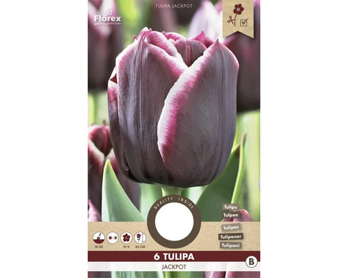 Bulbes de tulipes 'Jackpot' 6 pièces