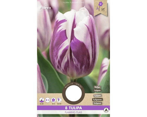 Tulpe Flaming Flag, 8 Stück