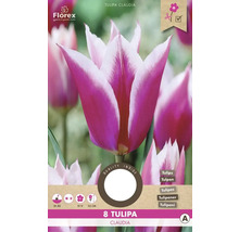 Paquet de tulipes Claudia, 8 pièces