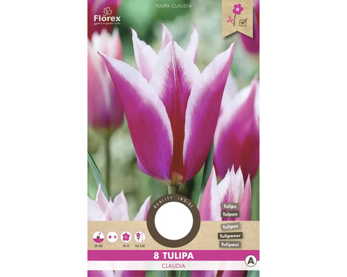 Bulbes de tulipes 'Claudia' 8 pièces