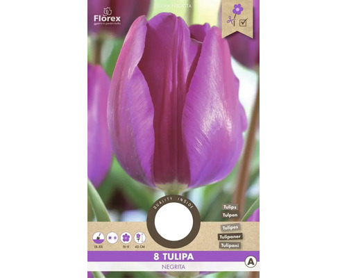 Bulbes de tulipes 'Negrita' 8 pièces