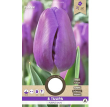 Verpackung mit acht lila Tulpen der Sorte Purple Rain