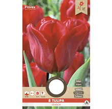 Emballage de 8 tulipes rouges de la variété Seadov