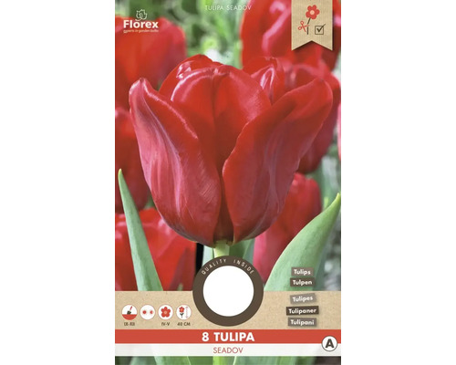 Emballage de 8 tulipes rouges de la variété Seadov
