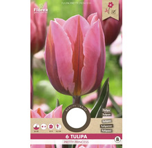 Bulbes de tulipes 'Pretty Princess' 6 pièces