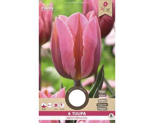 Bulbes de tulipes 'Pretty Princess' 6 pièces