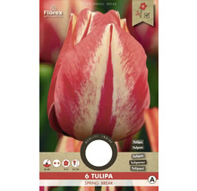 Tulipa Spring Break, 6 Stück