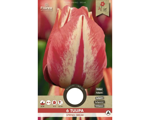 Tulipa Spring Break, 6 Stück