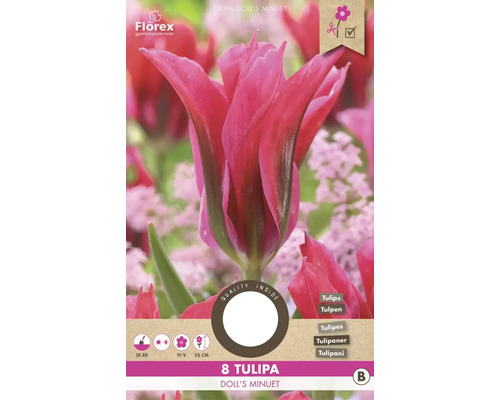 Verpackung Tulpen Blumenzwiebeln Doll''s Minuet