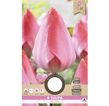 Paquet de huit bulbes de tulipes