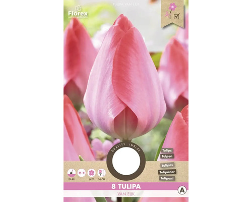 Paquet de huit bulbes de tulipes
