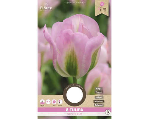 Verpackung mit acht Tulipa Groenland Blumenzwiebeln