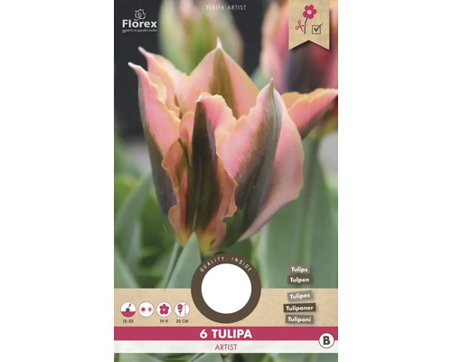 Bulbes de tulipes 'Artist' 6 pièces