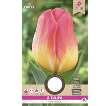 Verpackung mit 8 Tulpen der Sorte Tom Pouce