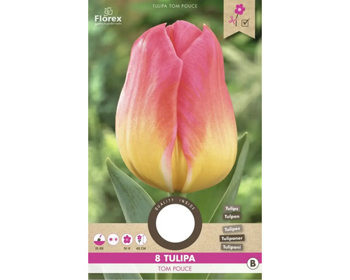 Verpackung mit 8 Tulpen der Sorte Tom Pouce
