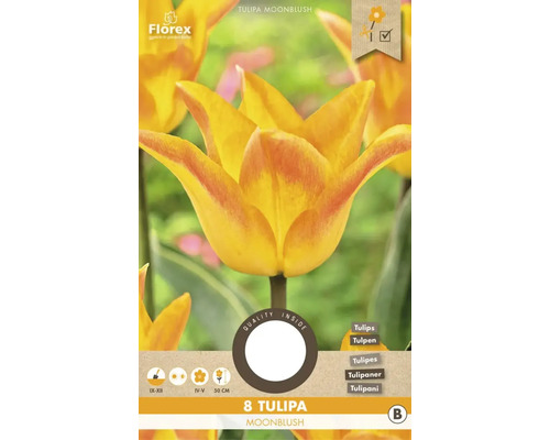 Verpackung mit acht Tulpen Moonblush Blumenzwiebeln