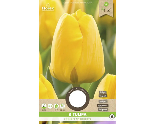 Bulbes de tulipes 'Golden Apeldoorn' 8 pièces