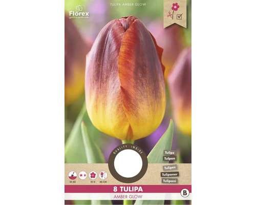 Tulpe Amber Glow, 8 Stück