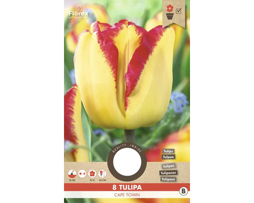 Tulpe Cape Town, Packung mit acht Stück