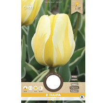 Verpackung mit acht Tulipa Jaap Groot Tulpen