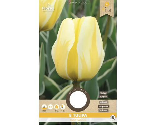 Verpackung mit acht Tulipa Jaap Groot Tulpen