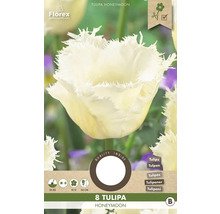 Bulbes de tulipes 'Honeymoon' 8 pièces