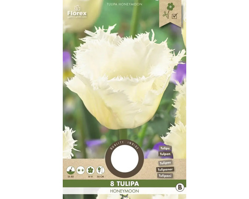 Bulbes de tulipes 'Honeymoon' 8 pièces