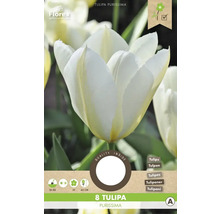 Paquet de 8 bulbes de tulipes Tulipa Purissima