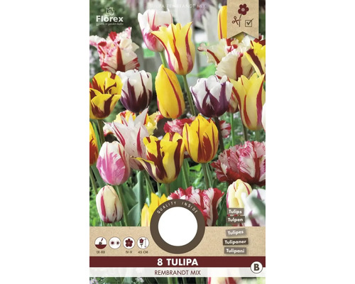 Verpackung Tulpen Rembrandt Mix, 8 Stück