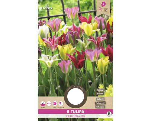 Blumenzwiebel Tulpe 'Viridiflora Selected Mix' 8 Stück