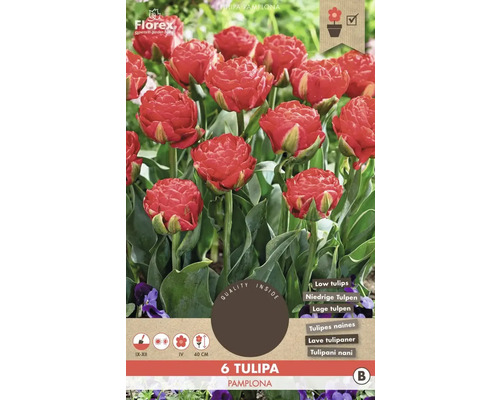 Blumenzwiebel gefüllte Tulpe 'Pamplona' 6 Stück