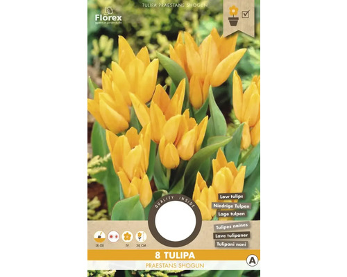 Bulbes de tulipes 'Praestants Shogun' 8 pièces