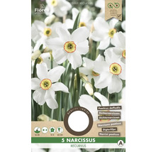 Paquet de cinq bulbes de Narcissus recurvus