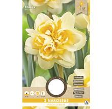 Bulbes de narcisses 'Peach Cobbler' 3 pièces